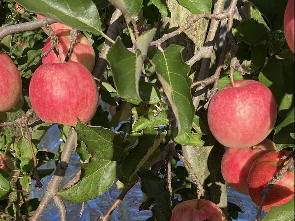 IMG_0454 - コピー